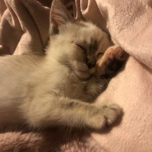 Meet your Posher, Jessica